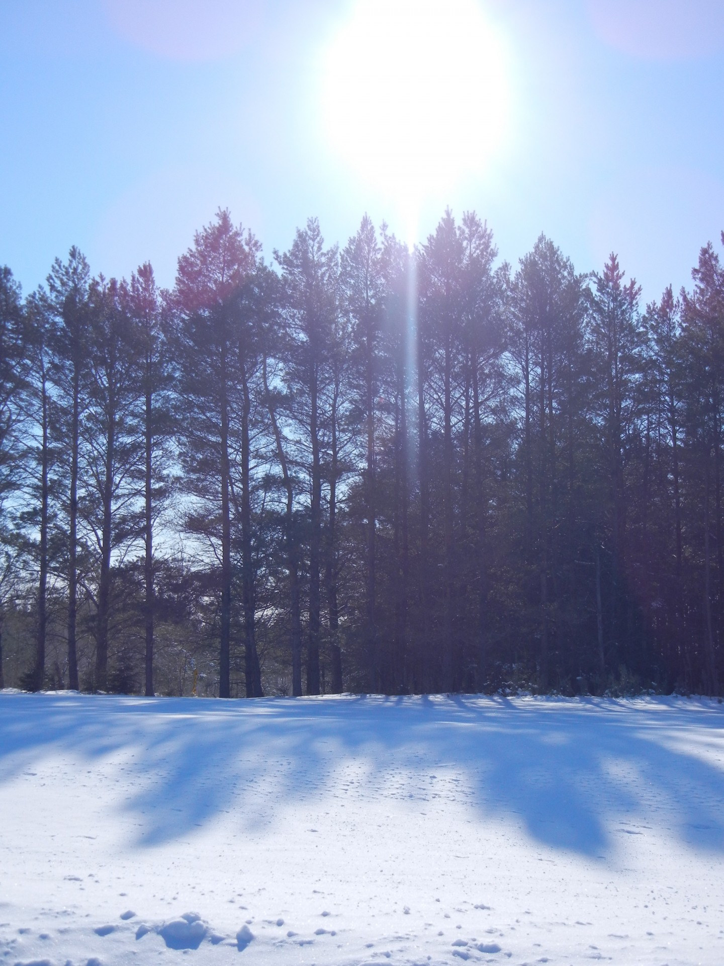 Zon en schaduw sneeuw en bomen