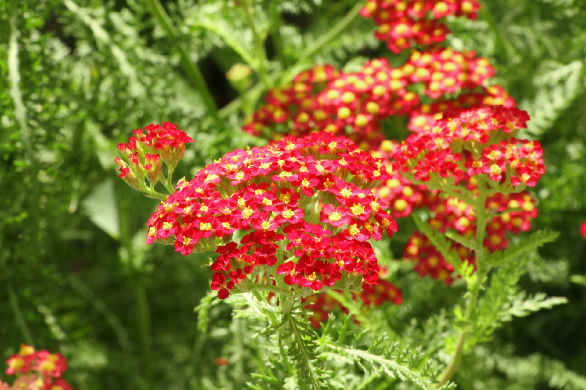 Malé červené květy