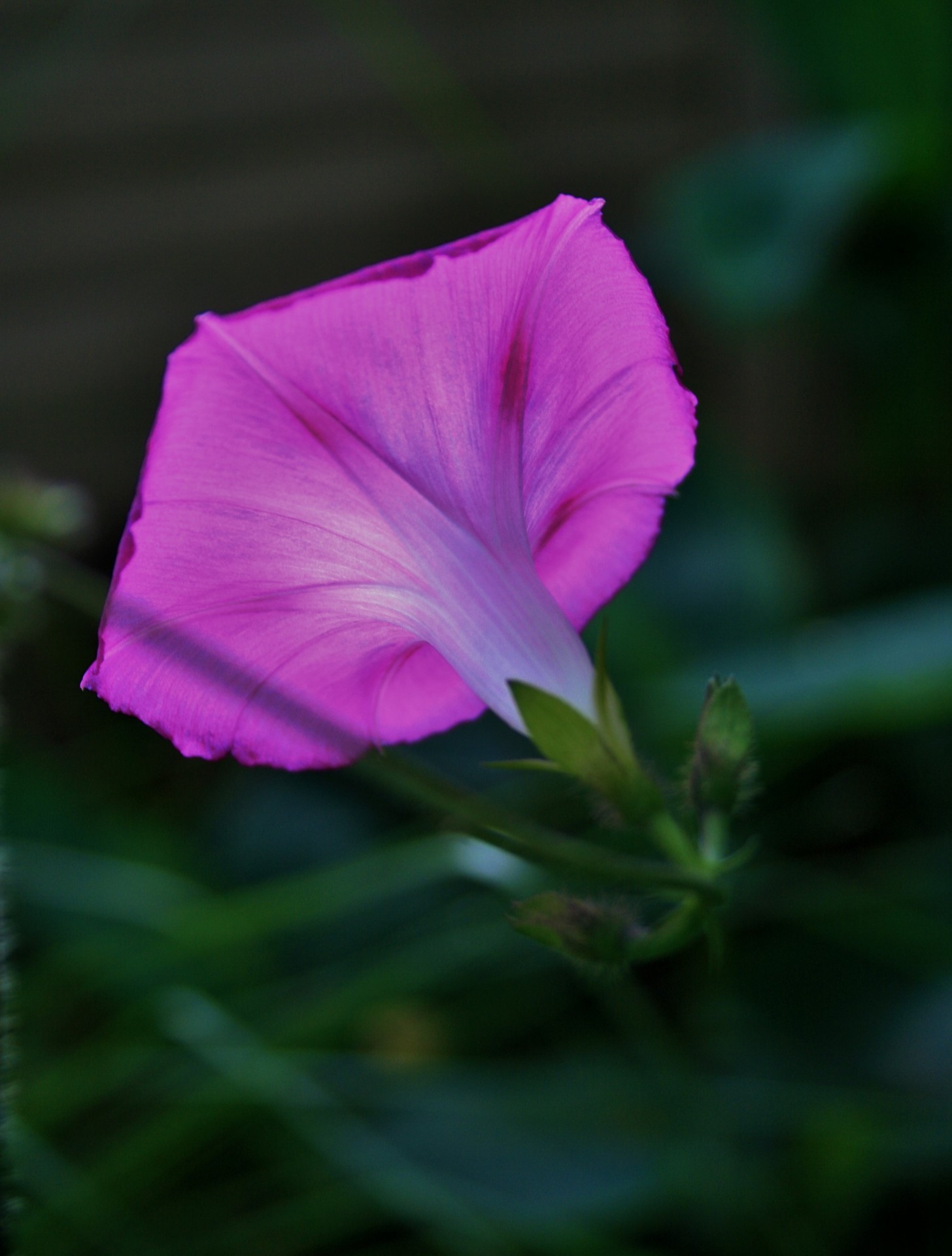 Translucent Pink Morning Glory Free Stock Photo - Public Domain Pictures