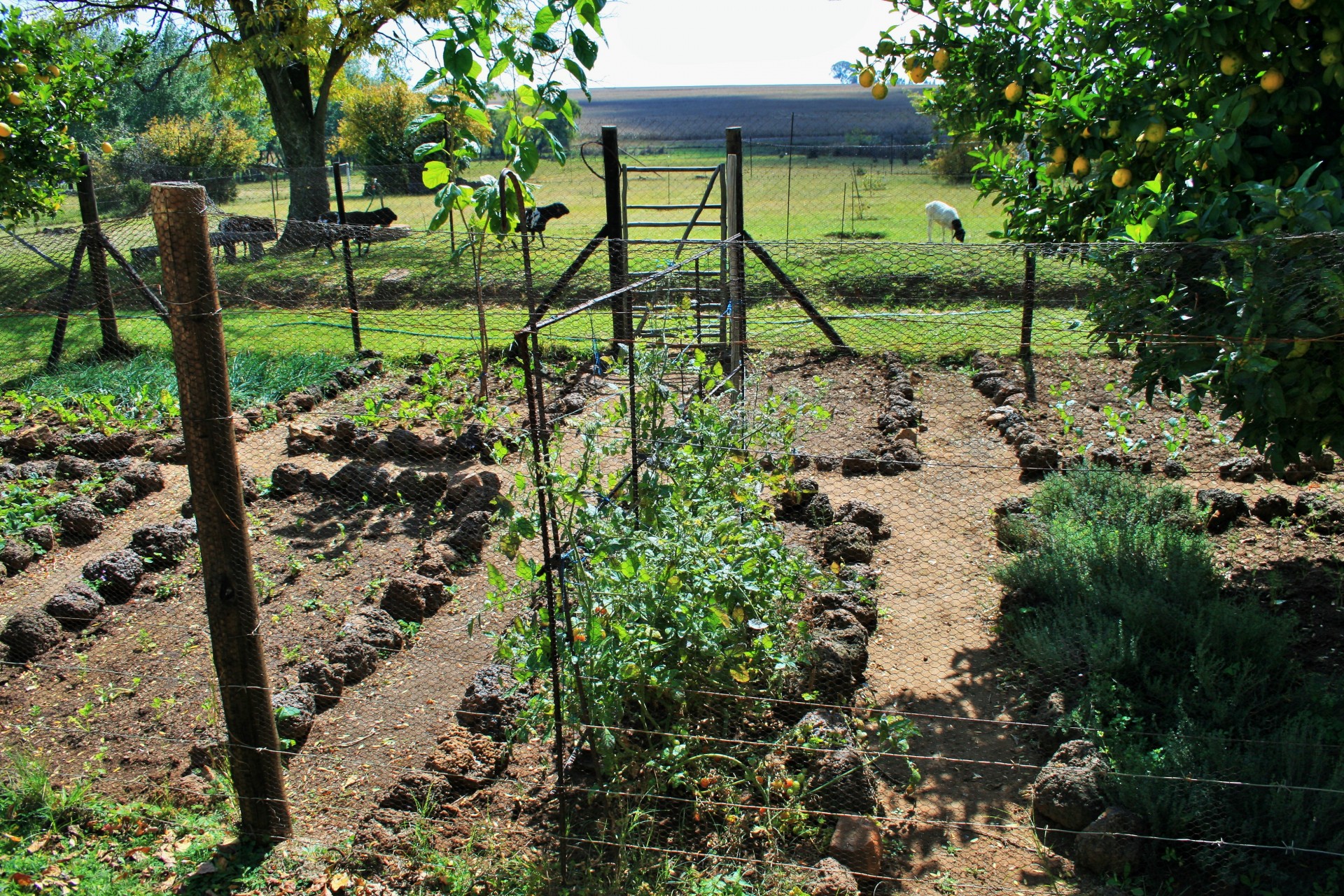 Vegetable And Herb Garden