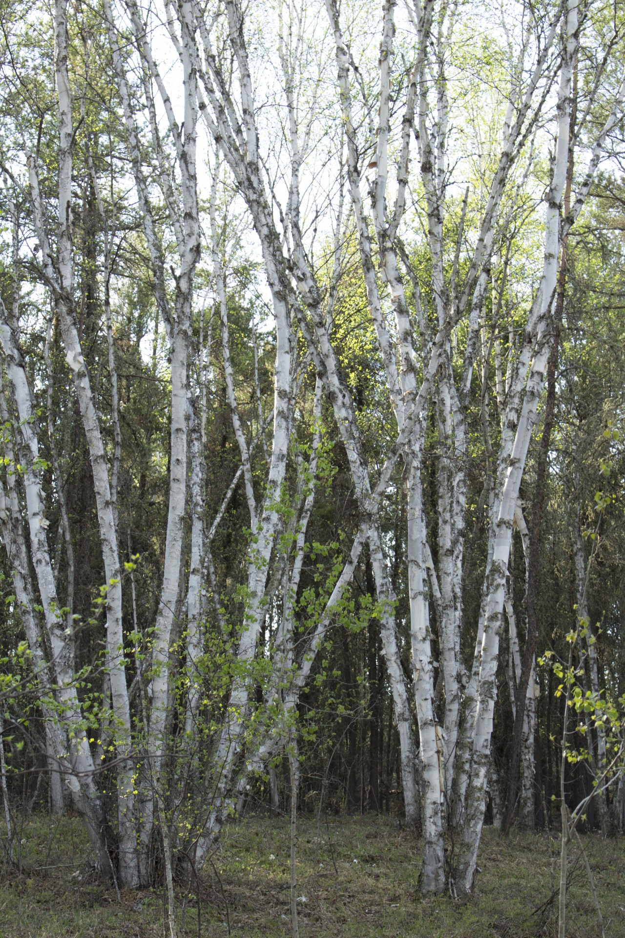 White Birch Bark Tree Free Stock Photo - Public Domain Pictures